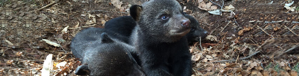 Where do Black bears of Asheville North Carolina actually live?