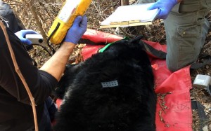 Measuring, weighing, tagging etc the mother bear       