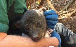 Bear cubs are surprisingly calm and patient while being poked and prodded        