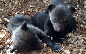 Cubs have fairly sharp claws for climbing tree      