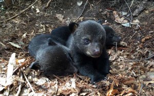 One male and two female cubsmom to wake up      