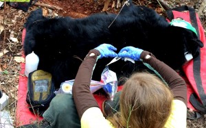 275 lb tranquilized Black bear       